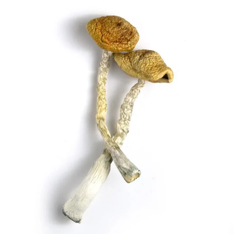 Golden Emperor Magic Mushrooms