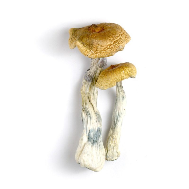 Hawaiian Mushrooms