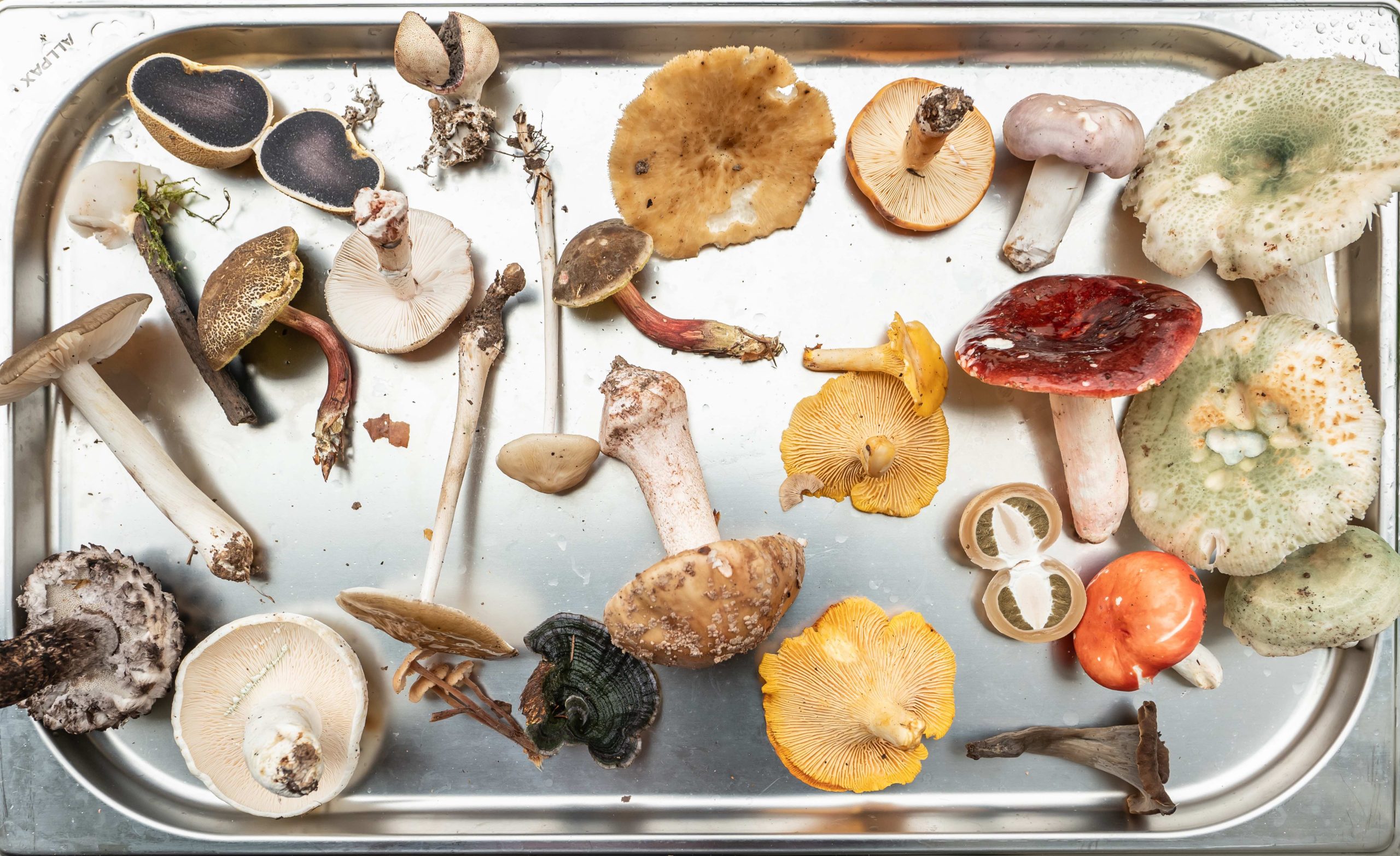 Best Way To Eat Magic Mushrooms