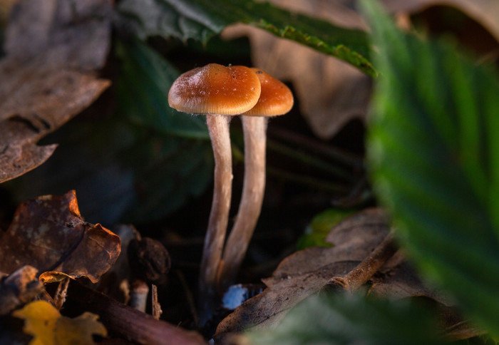 Best Way To Take Magic Mushrooms