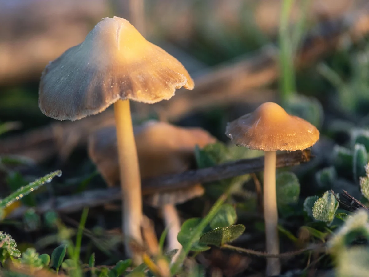 British Magic Mushrooms