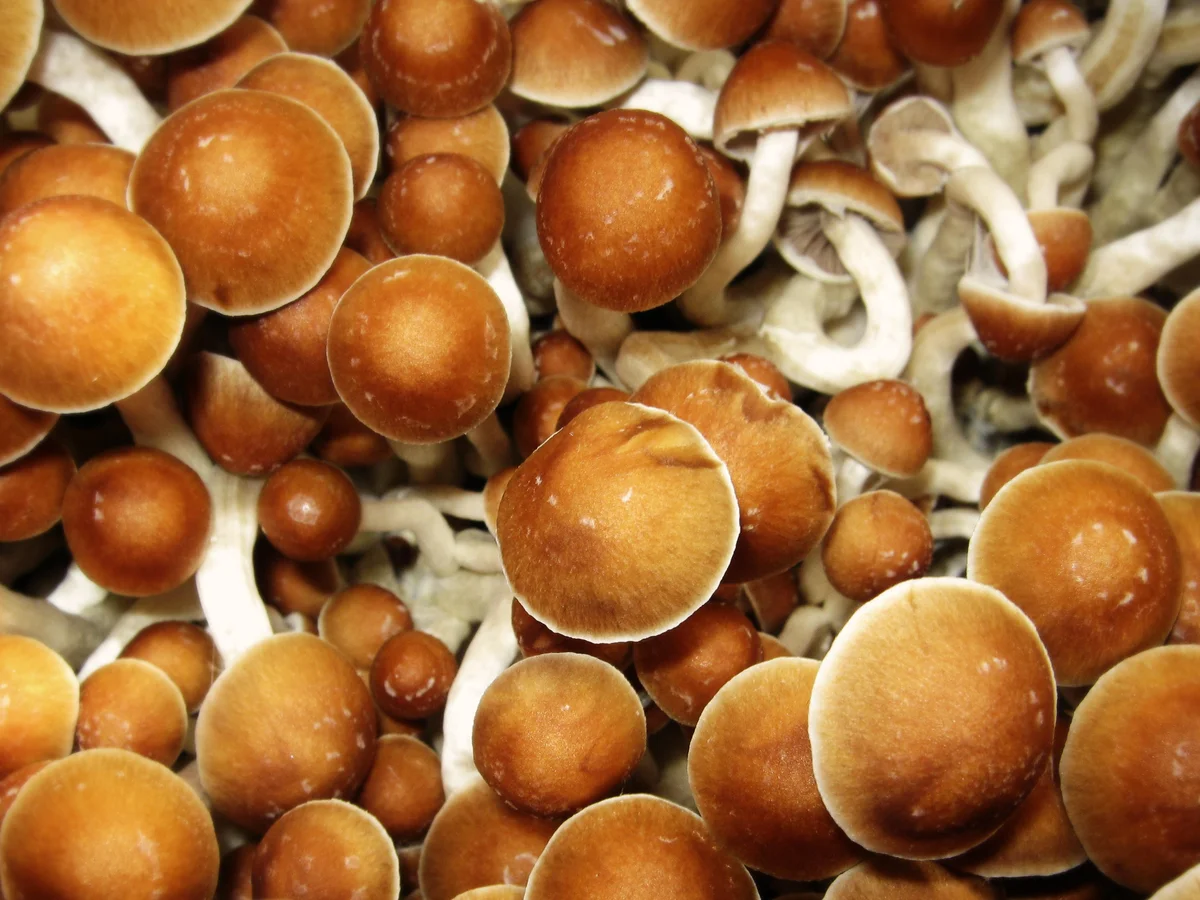 Buy Magic Mushrooms UK