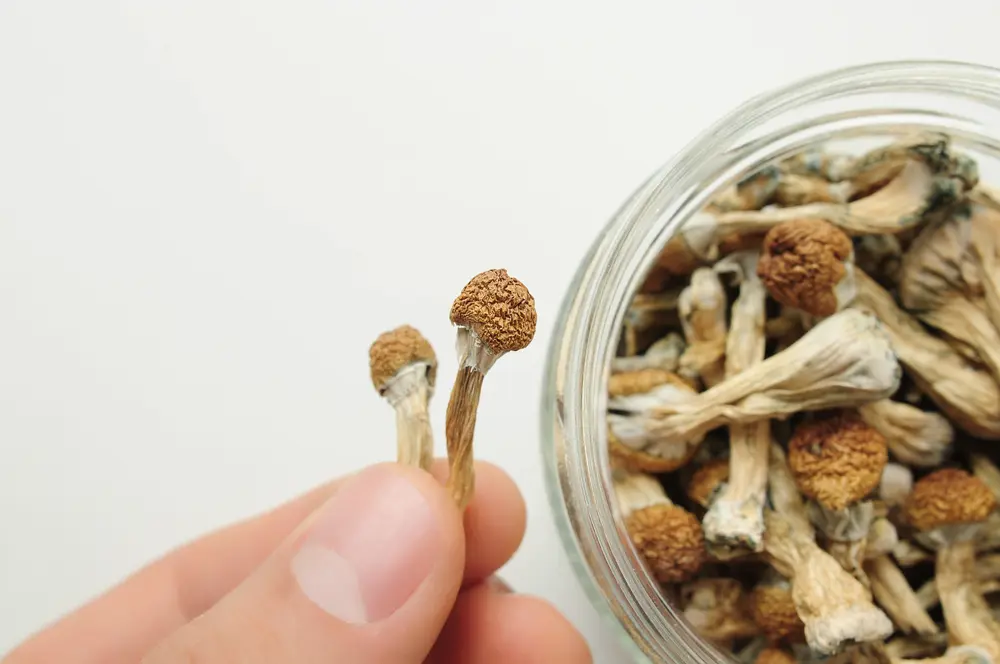 Buy Magic Mushrooms