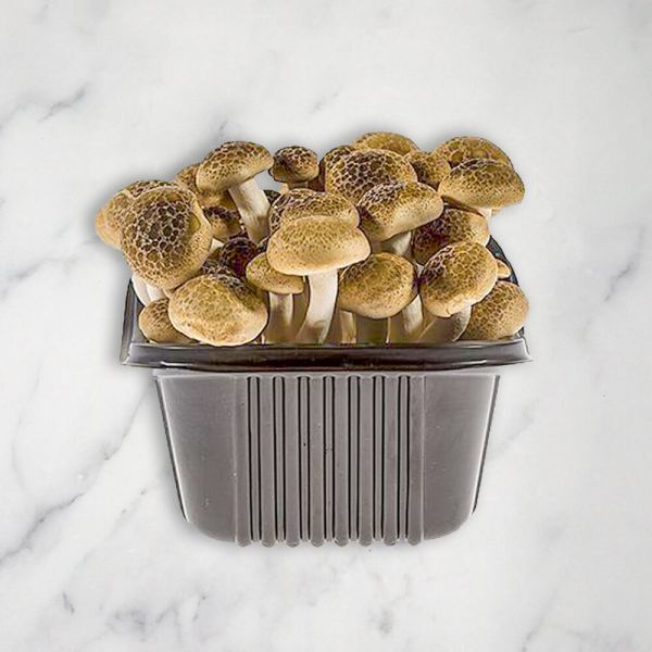 Buy Mushrooms Magic