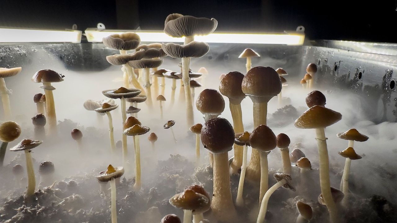 Dosing For Magic Mushrooms