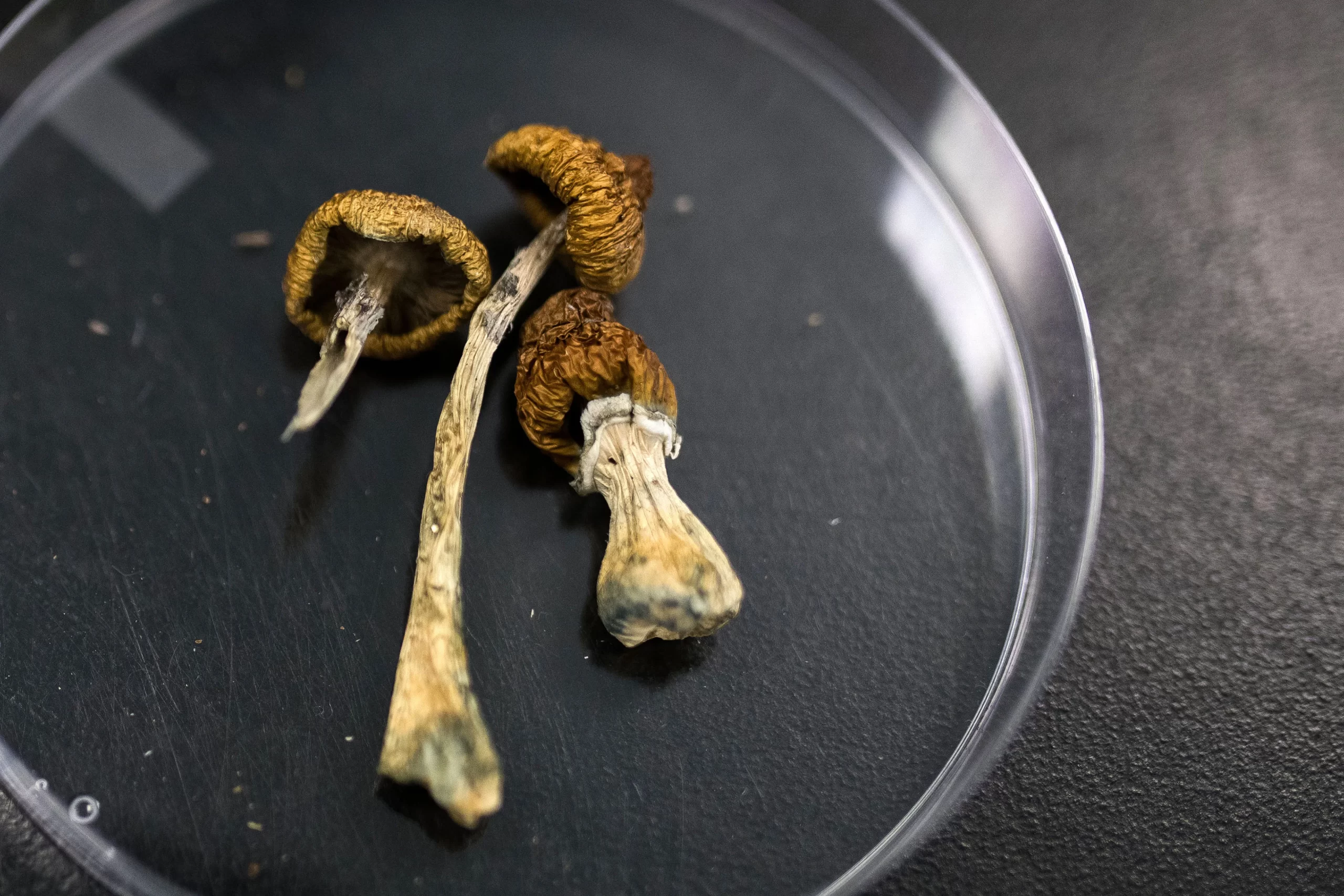 Dried Magic Mushrooms