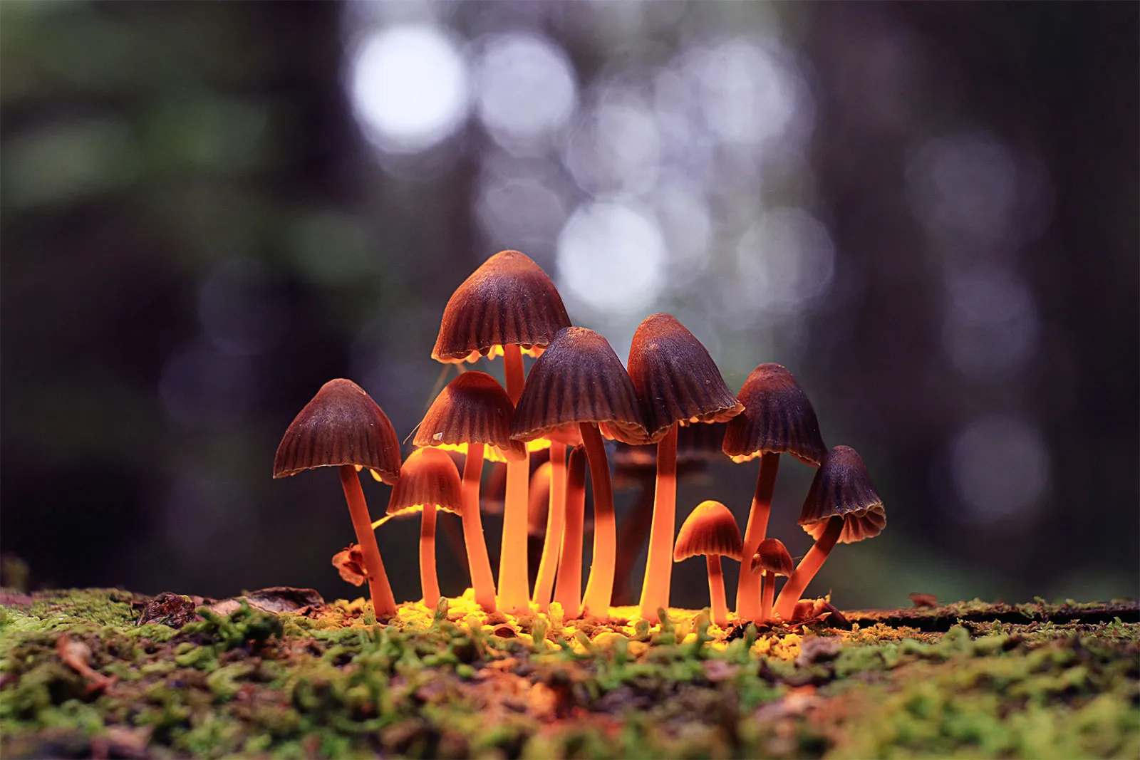 Effects Of Magic Mushrooms