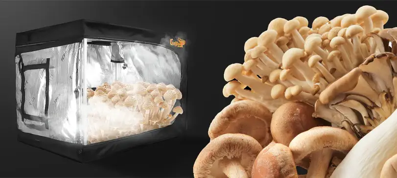 Grow Kit Magic Mushrooms