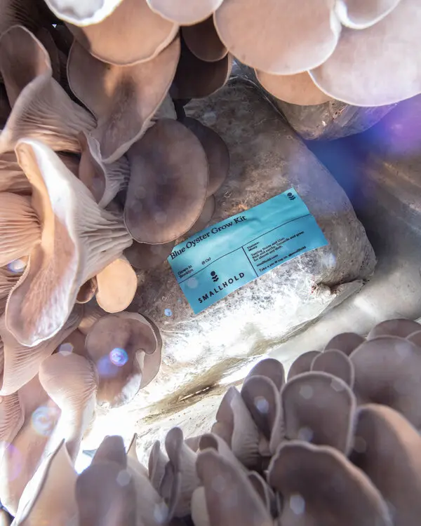 Grow Kit Mushroom Magic
