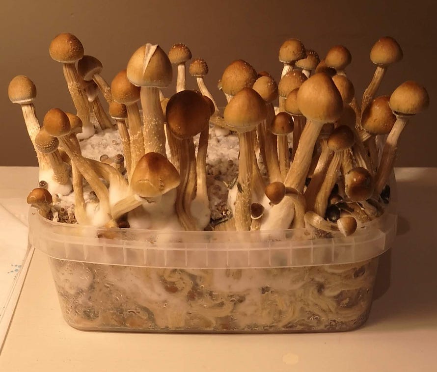 Grow Kits Magic Mushrooms