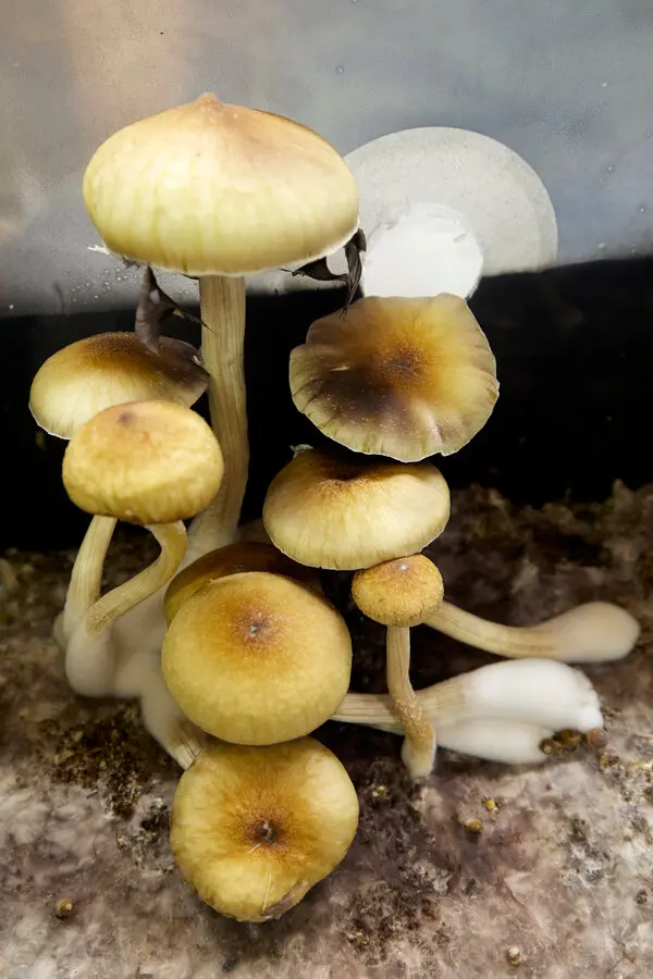 Grow Magic Mushrooms