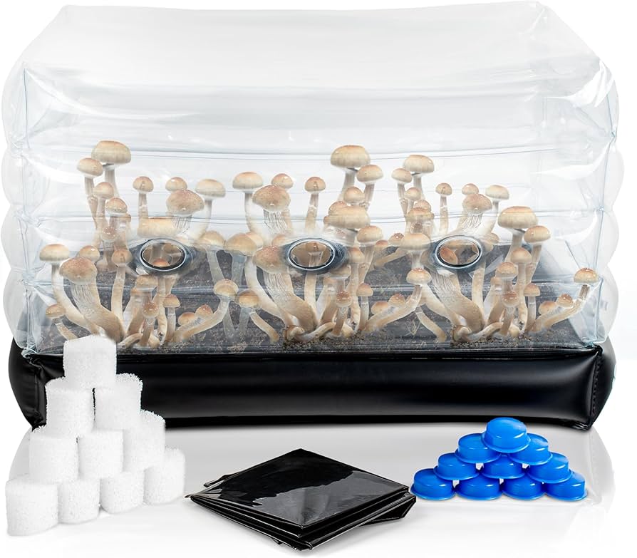 Growing Magic Mushrooms Kit
