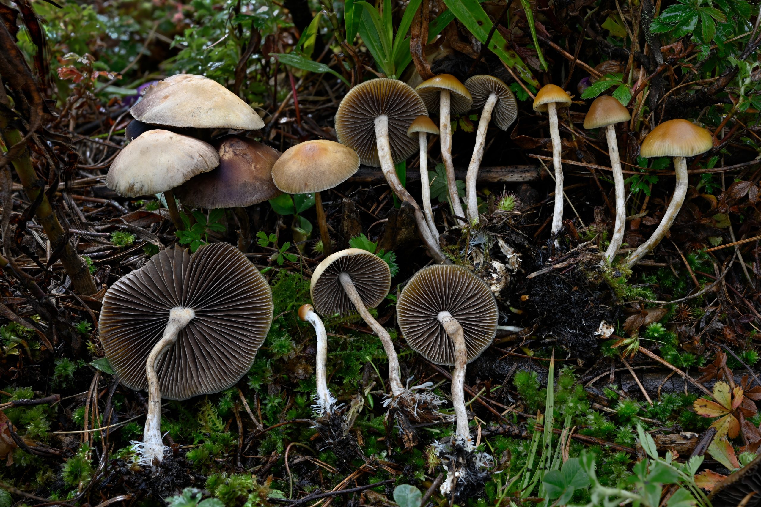 Growing Magic Mushrooms