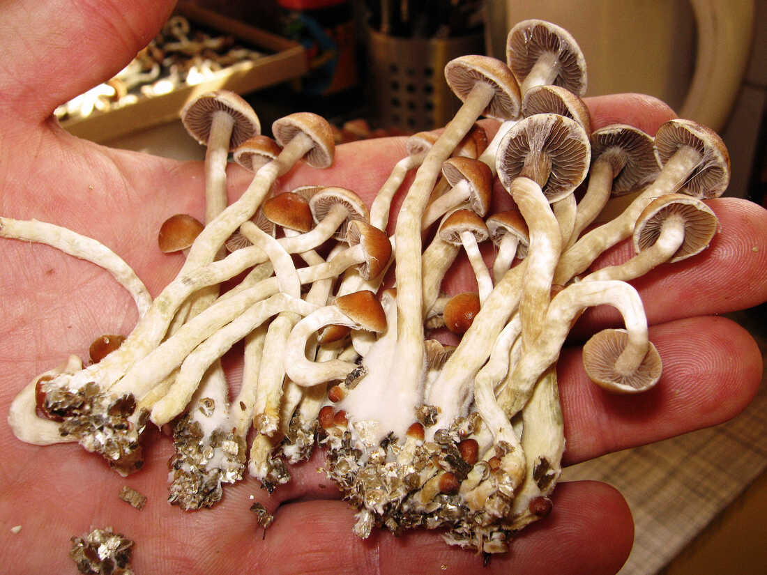 Growing Mushrooms Magic