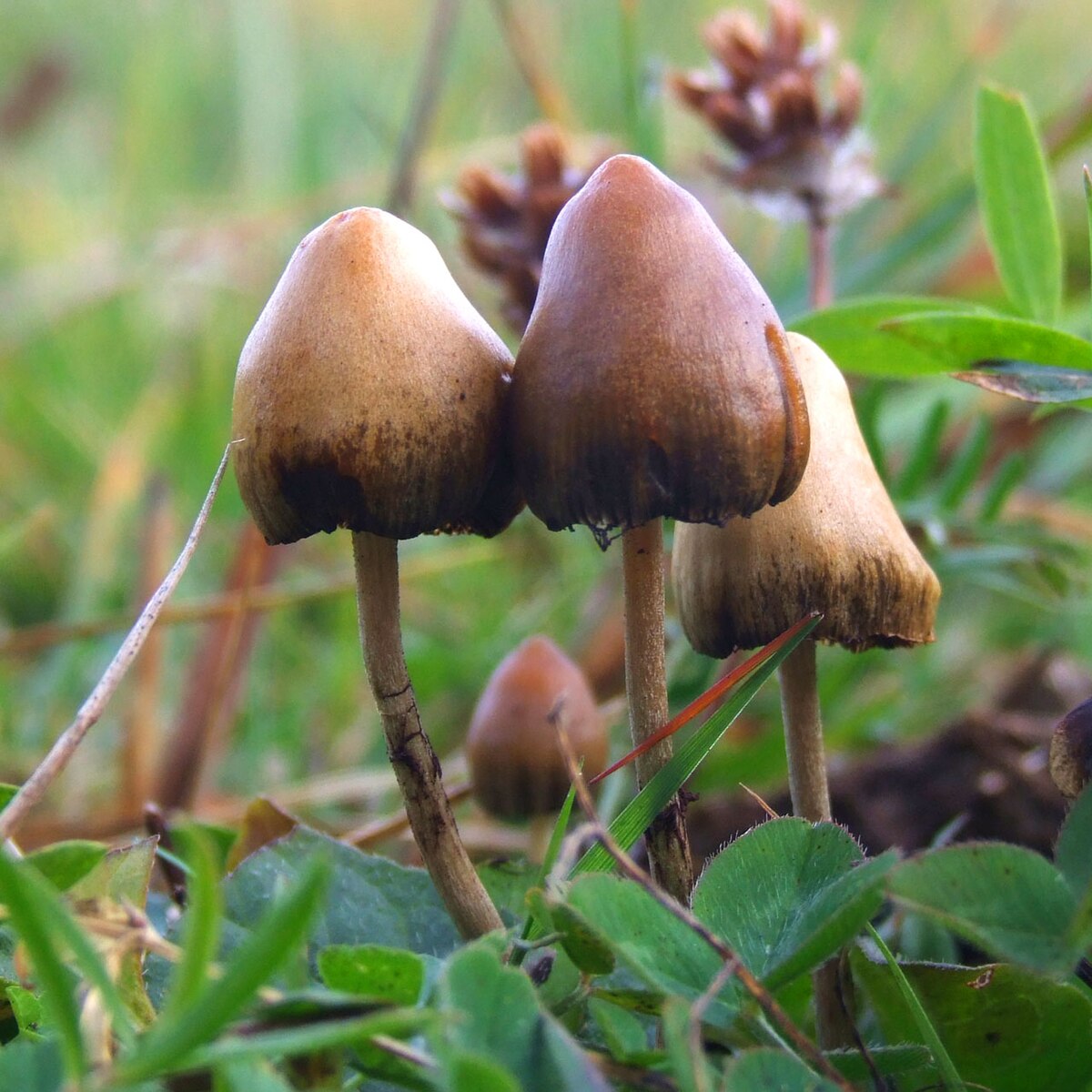 How Can I Grow Magic Mushrooms