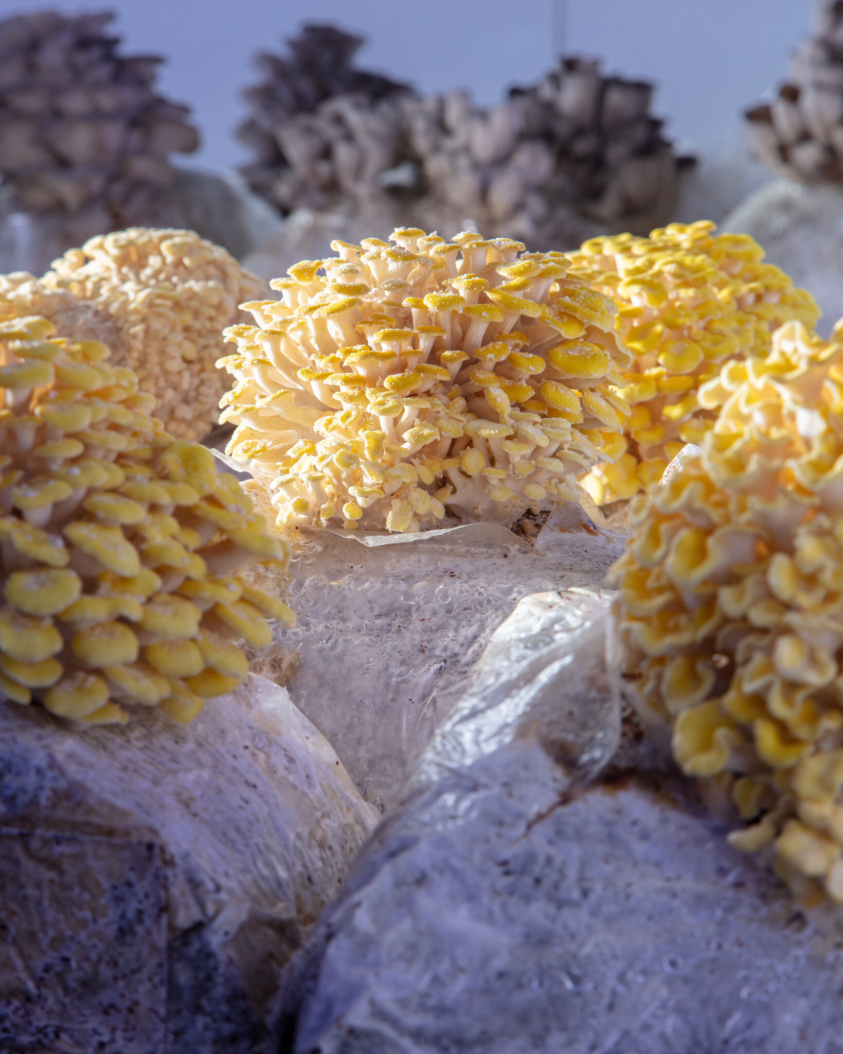 How Do You Grow Magic Mushrooms