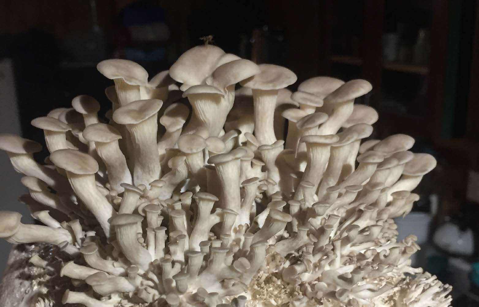 How Grow Magic Mushrooms