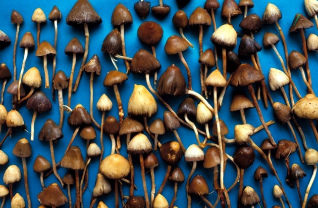 Images Of Magic Mushroom
