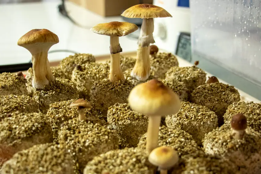 Magic Mushroom Cultivation