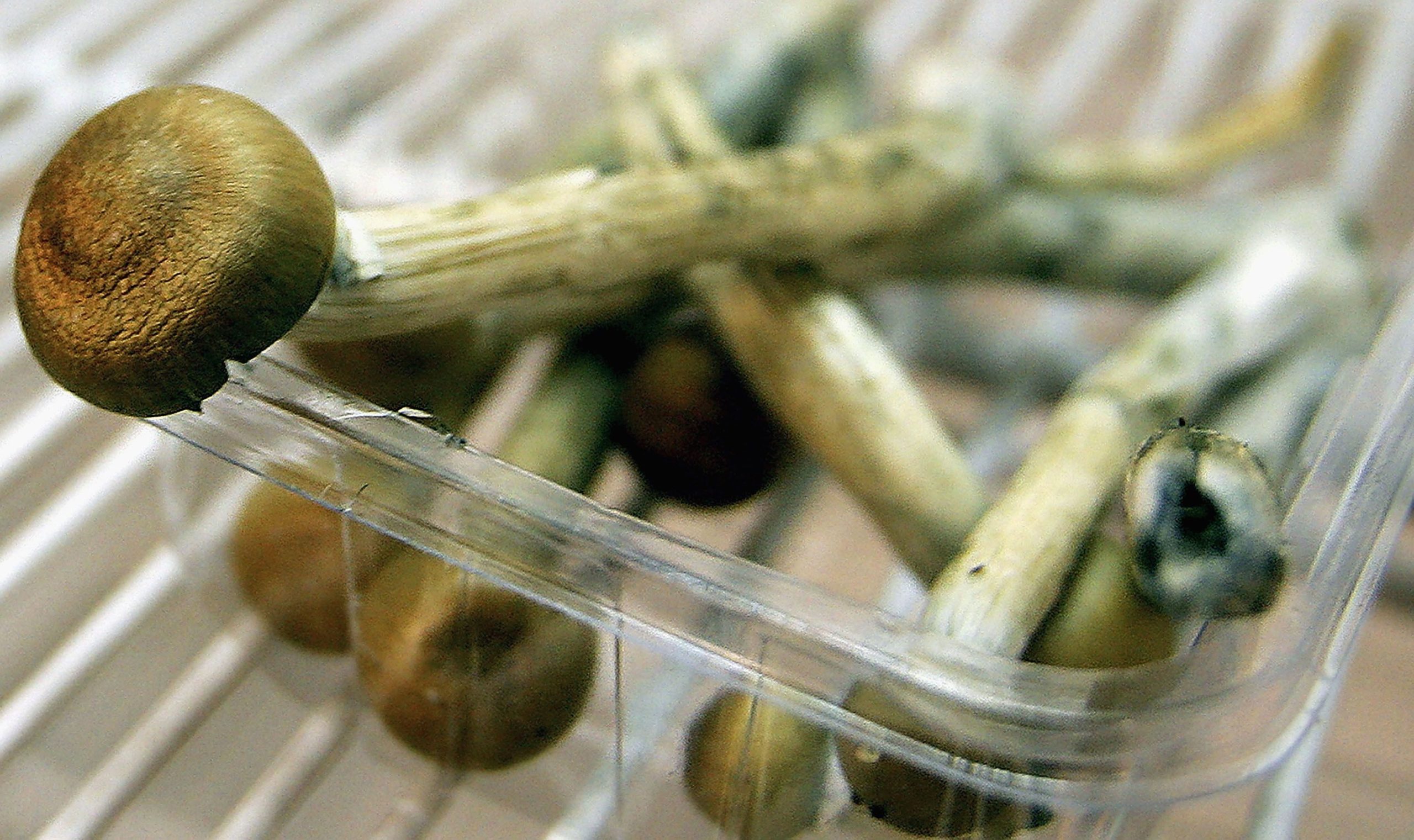 Magic Mushroom Dose