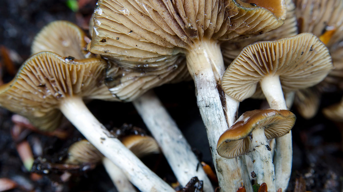 Magic Mushroom Kinds