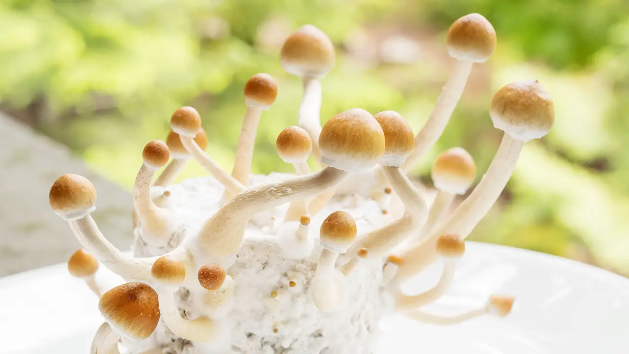 Magic Mushroom Kit