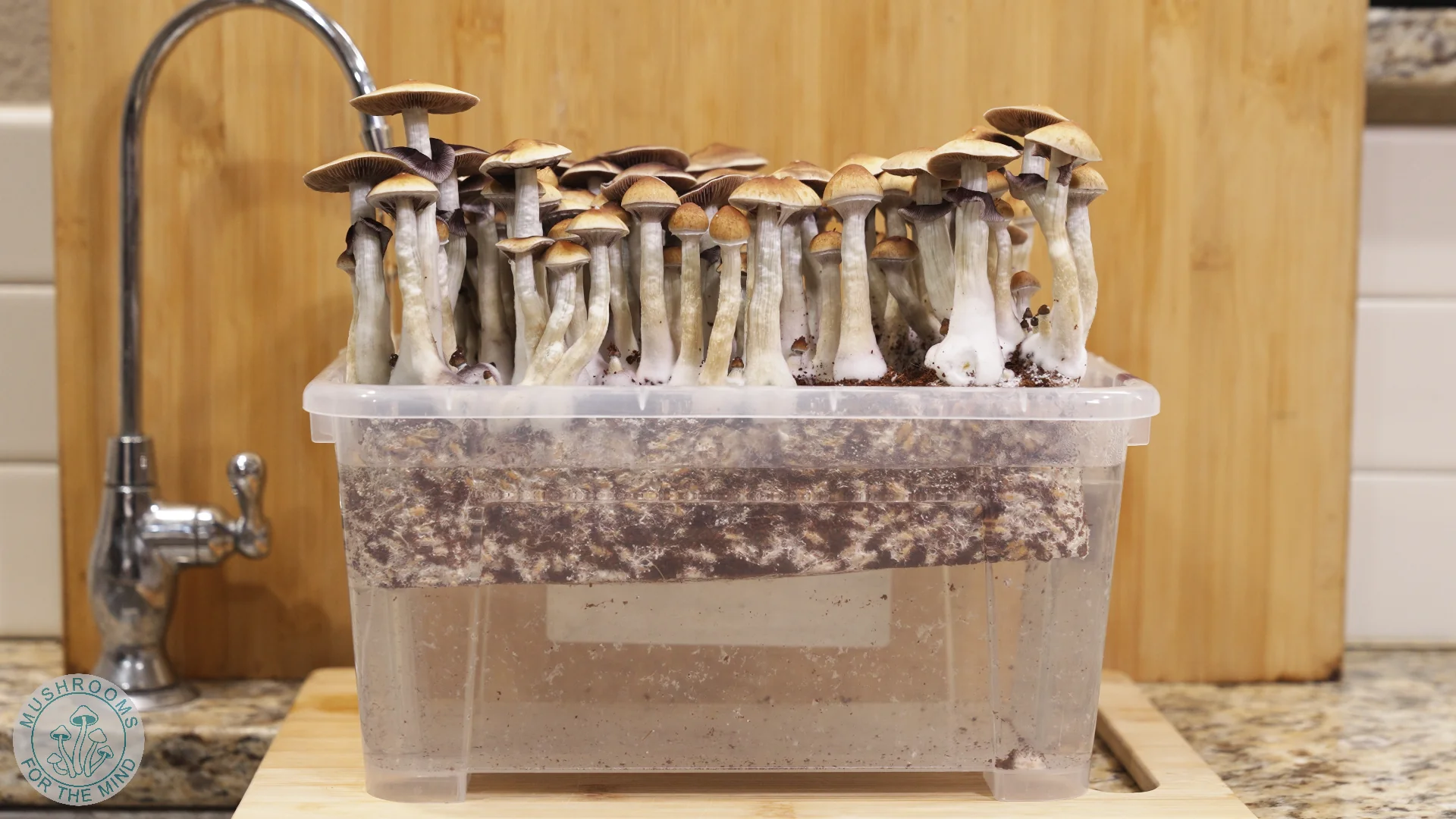 Magic Mushroom Kits