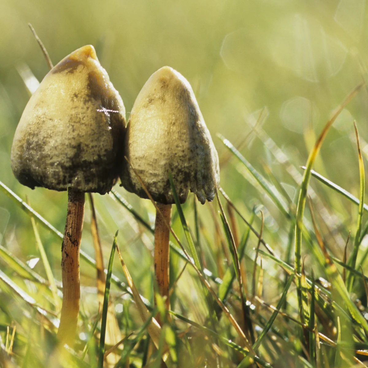 Magic Mushroom Map UK