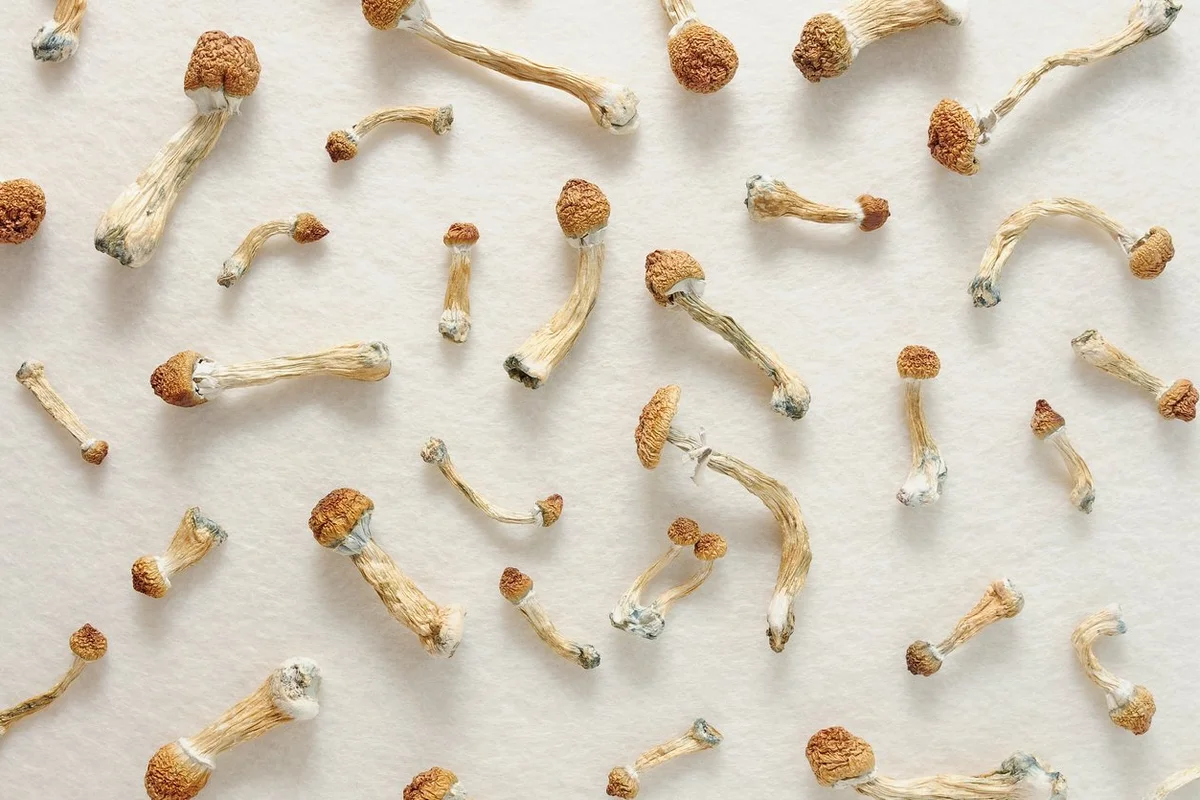 Magic Mushroom Microdosing
