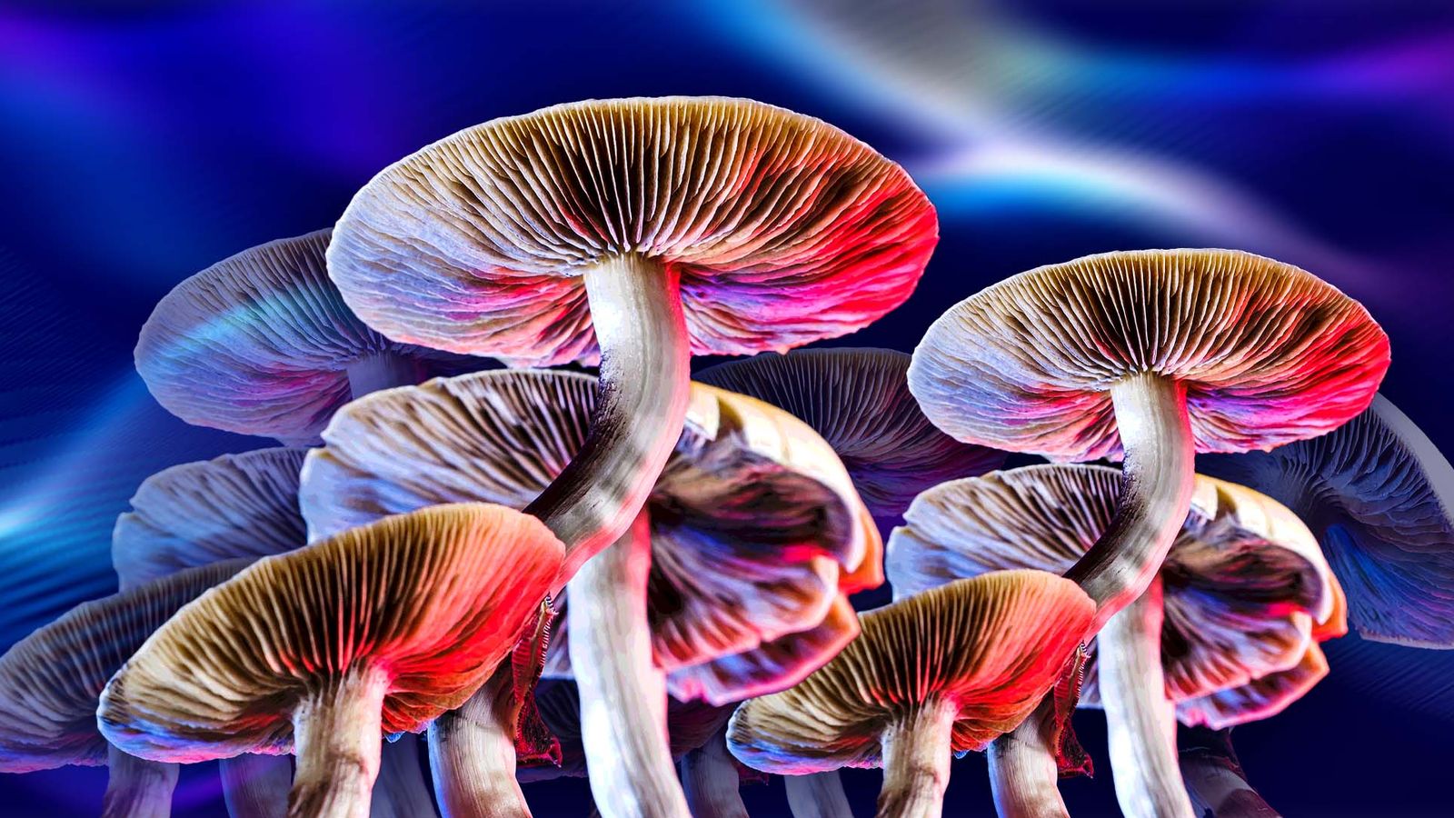 Magic Mushroom Picture