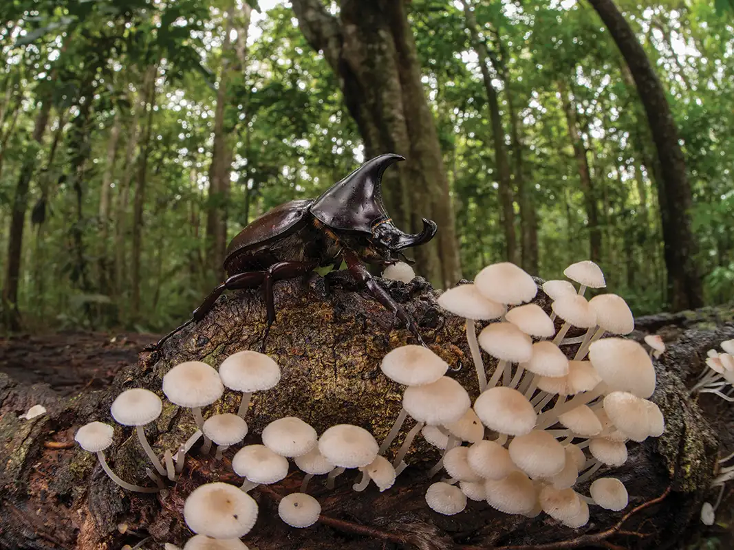 Magic Mushroom Psilocybin