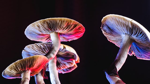 Magic Mushroom Spores UK