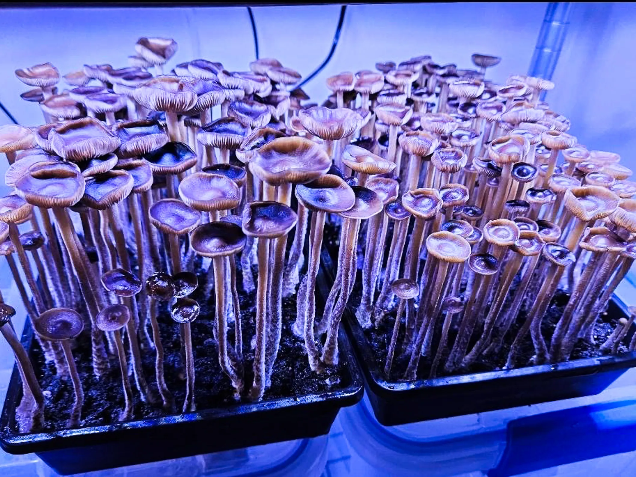 Magic Mushroom Spores
