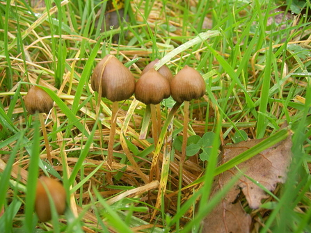 Magic Mushroom UK