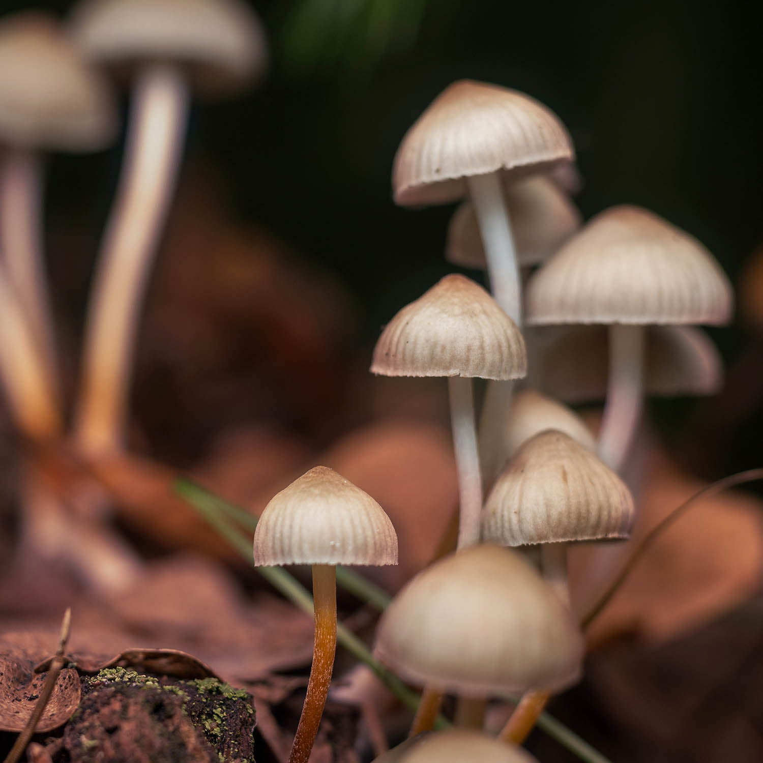 Magic Mushroom