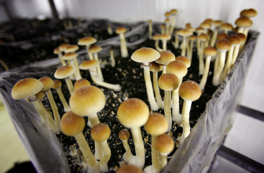Magic Mushrooms Amsterdam