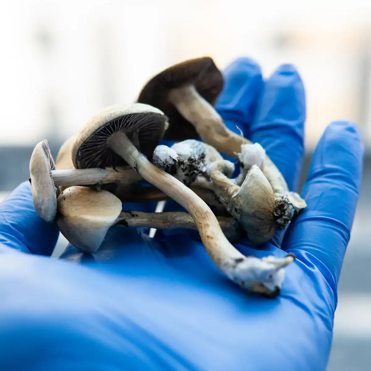 Magic Mushrooms Buying