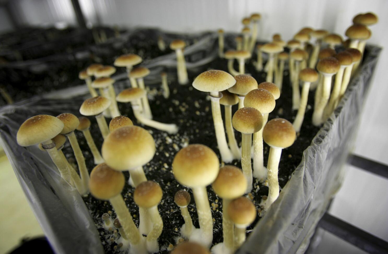 Magic Mushrooms Drug