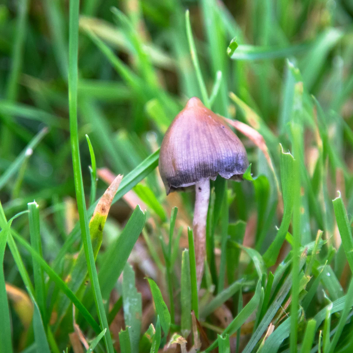 Magic Mushrooms England