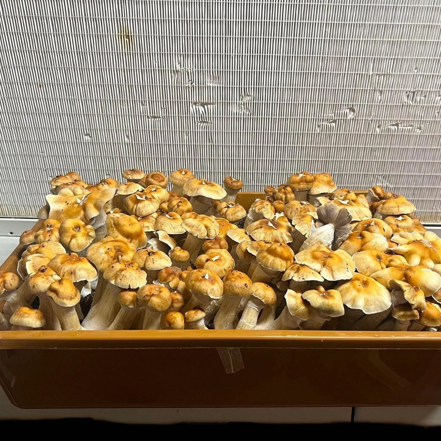 Magic Mushrooms Grow Kit
