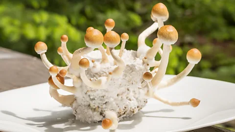 Magic Mushrooms Order