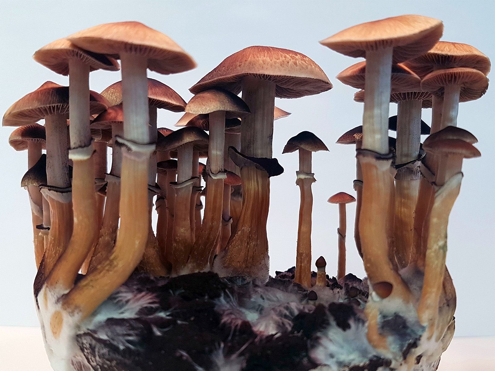 Magic Mushrooms Photos