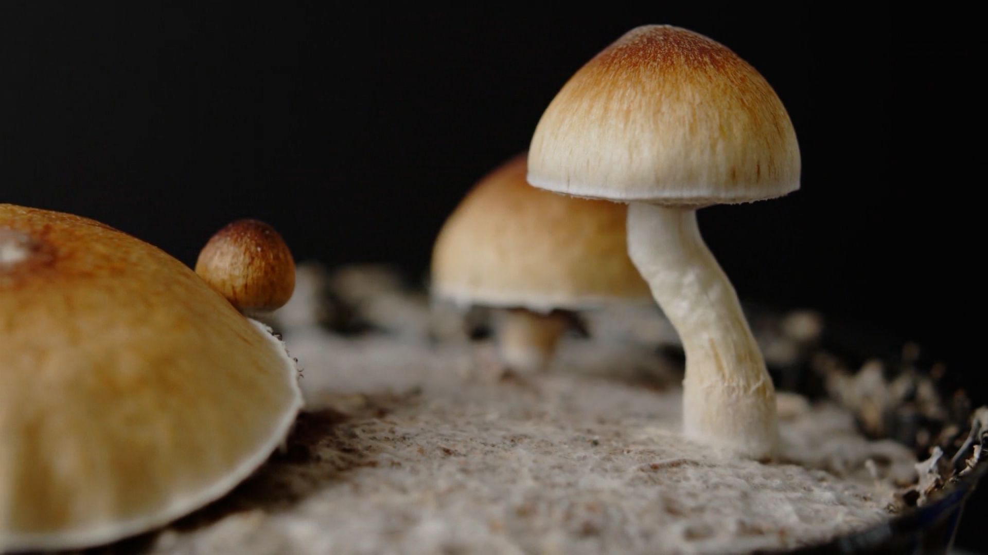 Magic Mushrooms Pictures