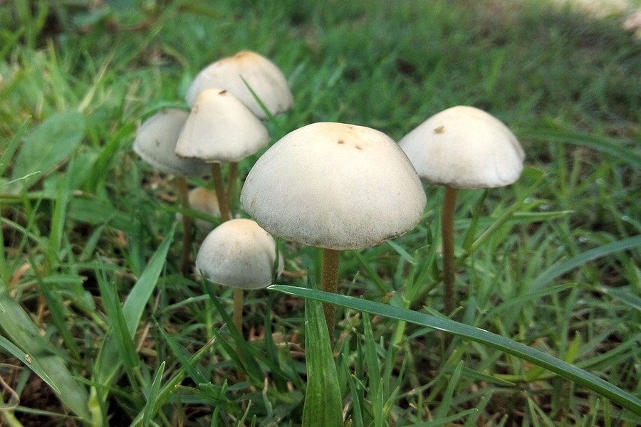 Magic Mushrooms Side Effects