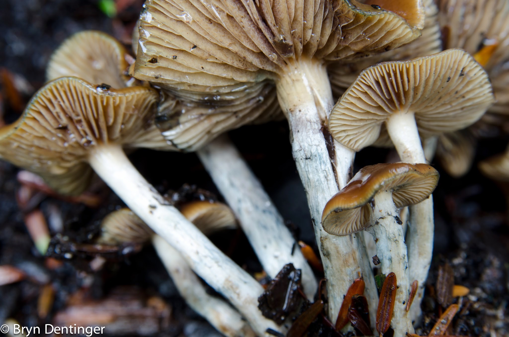 Magic Mushrooms Species