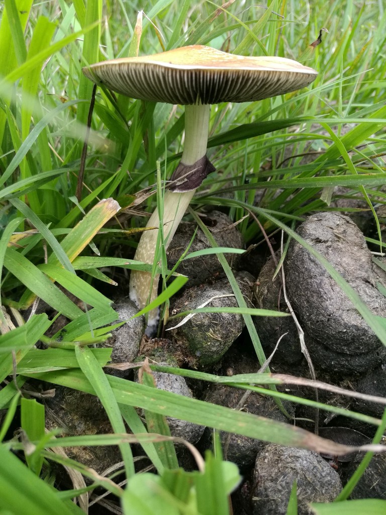 Magic Mushrooms Wiki
