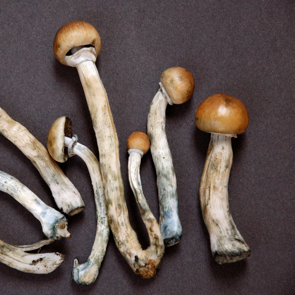 Magic Mushrooms