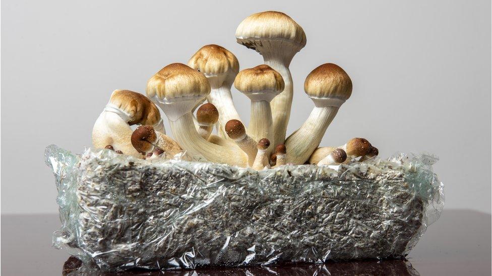 Mushroom Grow Kits Magic