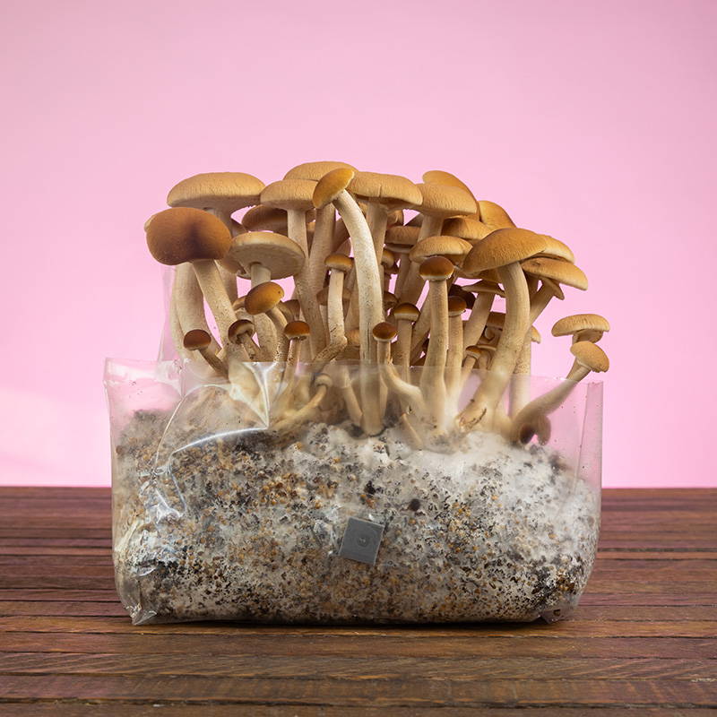 Mushroom Growing Kit Magic