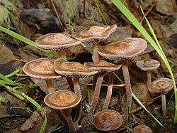 Ordering Magic Mushrooms